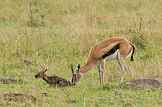 瞪羚,诞生,汤氏瞪羚,马赛马拉国家保护区,肯尼亚