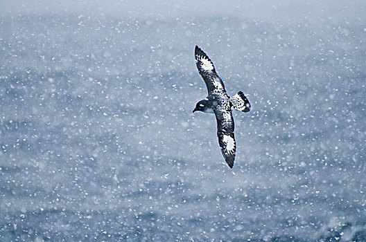 飞,雪中,德雷克海峡,南极