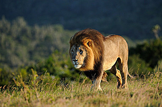 狮子,成年,雄性,走,东开普省,南非