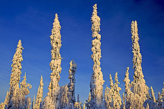 瑞典,拉普兰,冬季风景,树