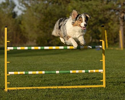 澳洲牧羊犬,狗,跳跃