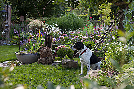 狗,坐,花,花园