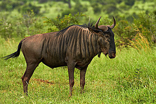 蓝角马,角马,克鲁格国家公园,南非