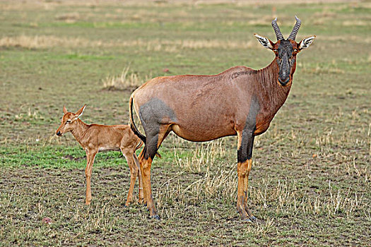 转角牛羚,母亲,马赛马拉,肯尼亚