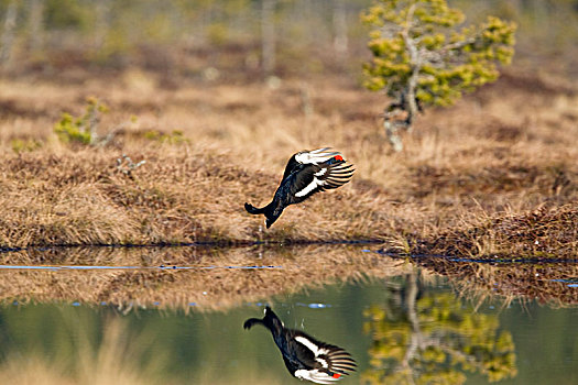 黑琴鸡,湿地,瑞典