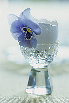 白色,蛋壳,紫罗兰,蛋杯