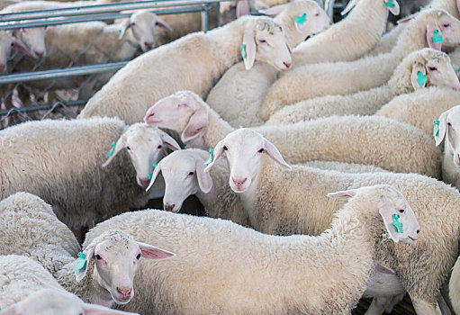规模养羊
