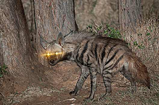条纹,鬣狗,夜晚,荒野,肯尼亚