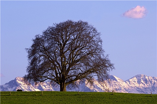 树,草地,卑尔根