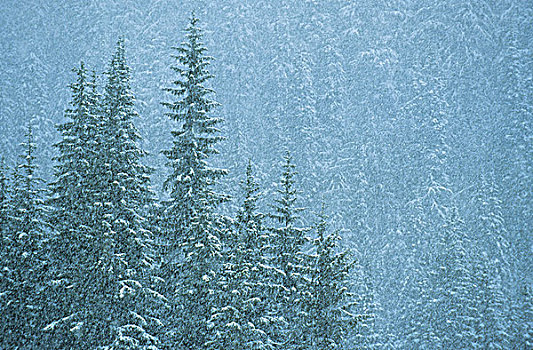 云杉,冬天,暴风雪,冰川国家公园,不列颠哥伦比亚省,加拿大