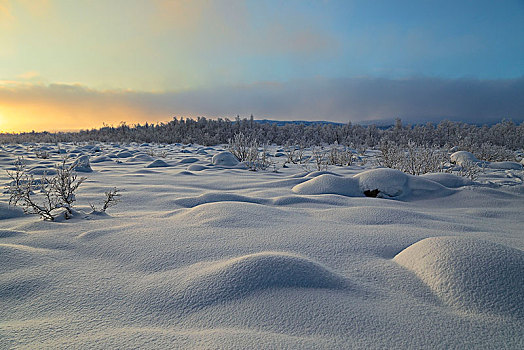 树,遮盖,雪,拉普兰,欧洲,芬兰