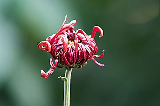 菊花特写