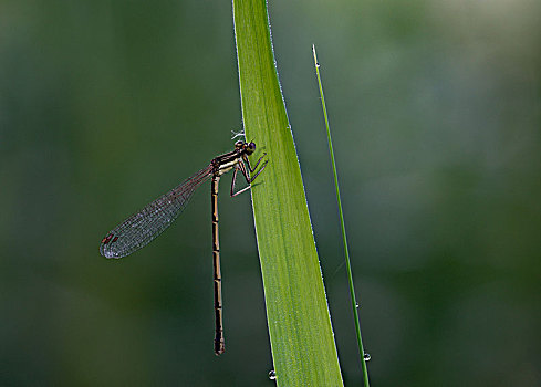 蜻蜓027