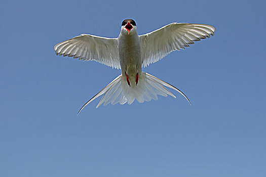 北极燕鸥,叫,飞行,蓝天,挪威,欧洲
