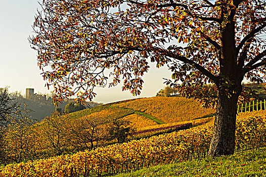 栗子树,遗址,城堡,远景,巴登,葡萄酒,路线,巴登符腾堡,德国