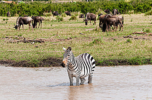 斑马,白氏斑马,马赛马拉国家保护区,肯尼亚