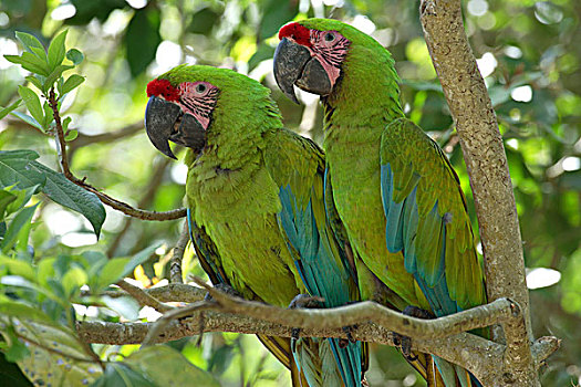 军事,绿色,金刚鹦鹉,成年,一对,树,洪都拉斯,加勒比