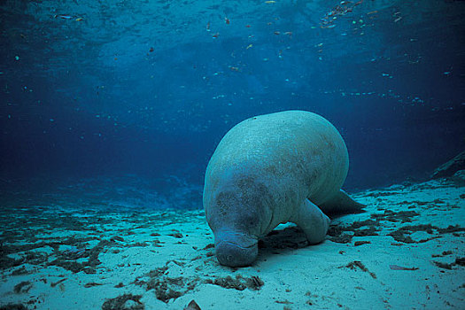 海洋生物