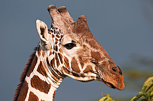 网纹长颈鹿,长颈鹿,研究中心,肯尼亚