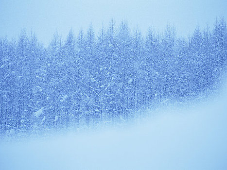 雪,白天