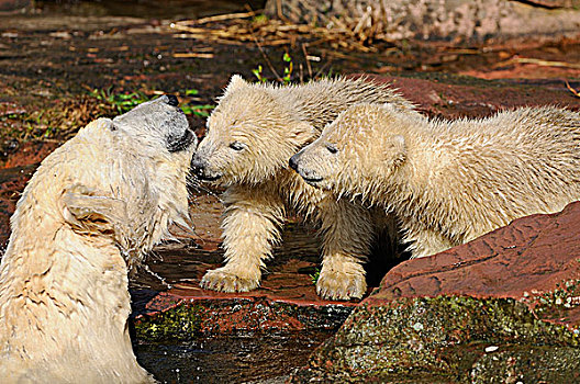 幼兽,北极熊,母兽,水边