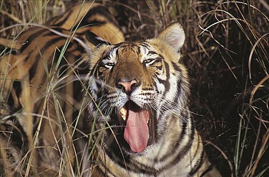 虎,孟加拉虎,猫科动物,哺乳动物,濒危物种,哈欠,肖像,班德哈维夫国家公园,中央邦,印度,亚洲,动物