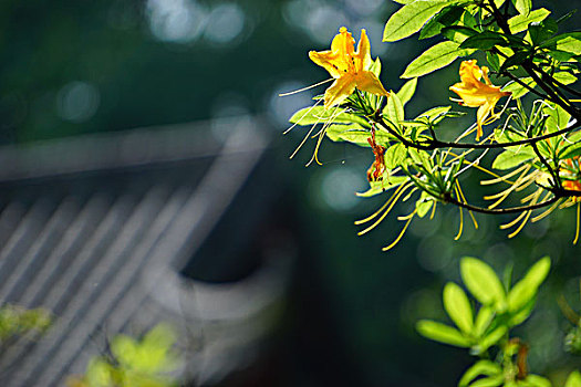 四川丹景山的黄杜鹃