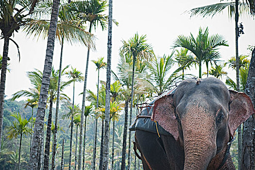 印度象,树林,佩里亚国家公园,喀拉拉,印度