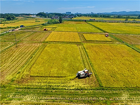 江西金溪,示范创建促粮食增产增效