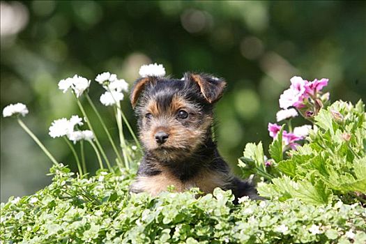 约克郡犬,约克夏犬,坐,花