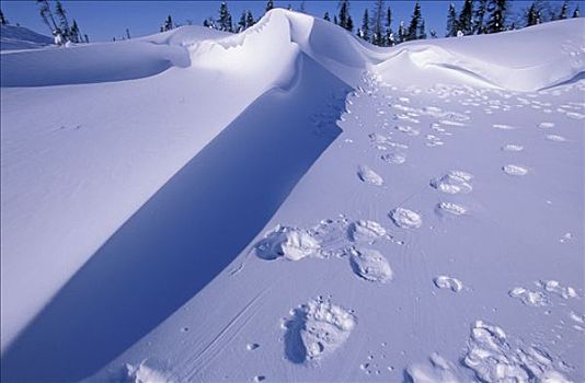 北极熊,轨迹,瓦普斯克国家公园,加拿大