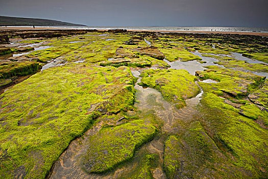 绿色,石头,海滩,布伦,区域,克雷尔县,爱尔兰