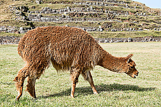 羊驼,放牧,靠近,库斯科,秘鲁,南美