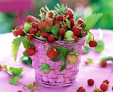 草莓属,草莓,粉色,篮子