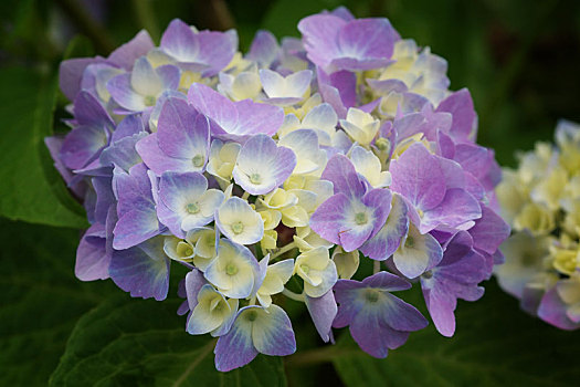 花园,八仙花属,八仙花