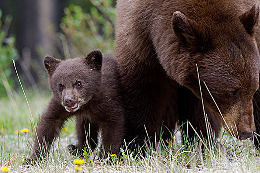 黑熊,美洲黑熊,母亲,幼兽,碧玉国家公园,艾伯塔省,加拿大