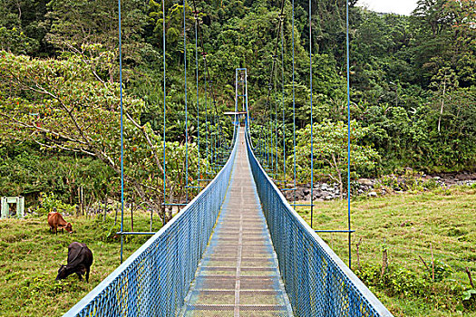 吊桥,小镇,山谷,哥斯达黎加,中美洲