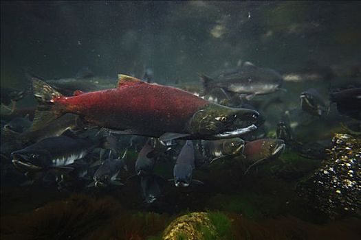 红大马哈鱼,红鲑鱼,群,饲养,色彩,威廉王子湾,阿拉斯加