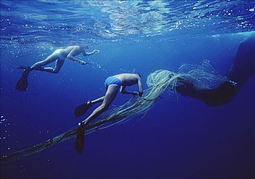 潜水,网,缠绕,抹香鲸,斯里兰卡