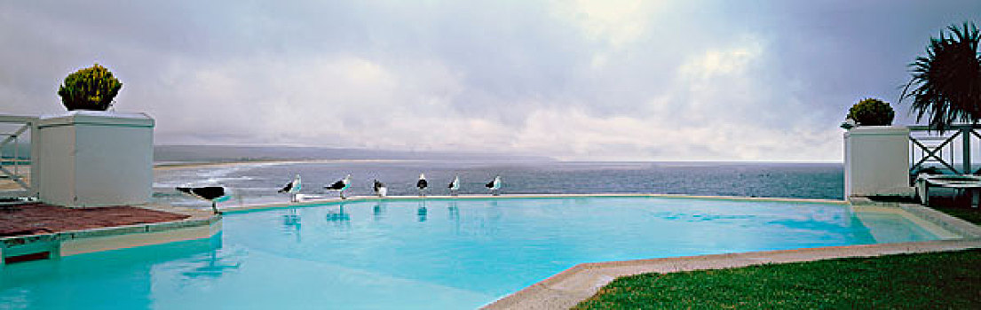 海鸥,紧张,游泳池,湾,西海角,南非