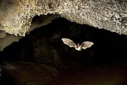 蝙蝠,出口,洞穴,复杂,序列,火山岩,管,泡泡,黃昏,中心,俄勒冈