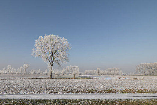 积雪,树,冬天,风景