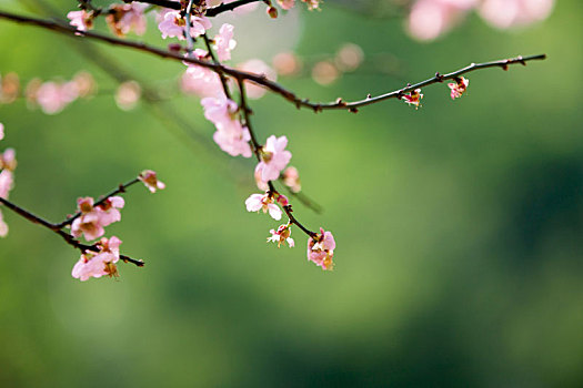 梅花特写