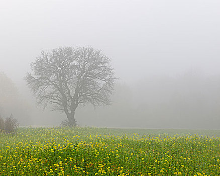 树,油菜地,雾,下奥地利州,奥地利,欧洲