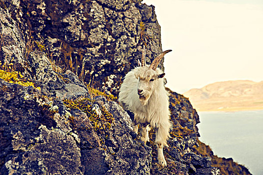 石山羊,冰岛,悬崖,线条