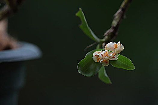 石斛花