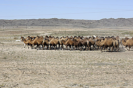 前往牧区的骆驼群,新疆