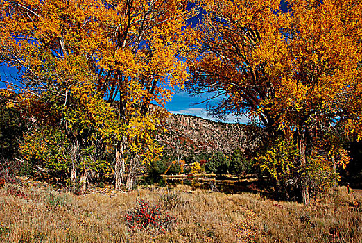 美国,科罗拉多,秋天,树