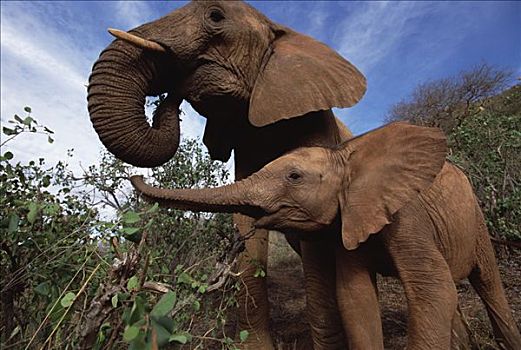 非洲象,老年女性,孤儿,东察沃国家公园,肯尼亚