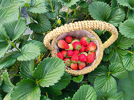 草莓,现采草莓